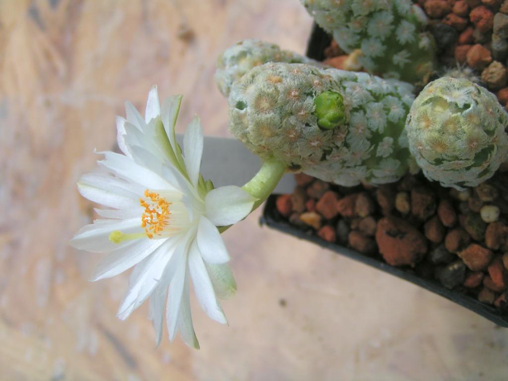 Mammillaria theresae albiflora